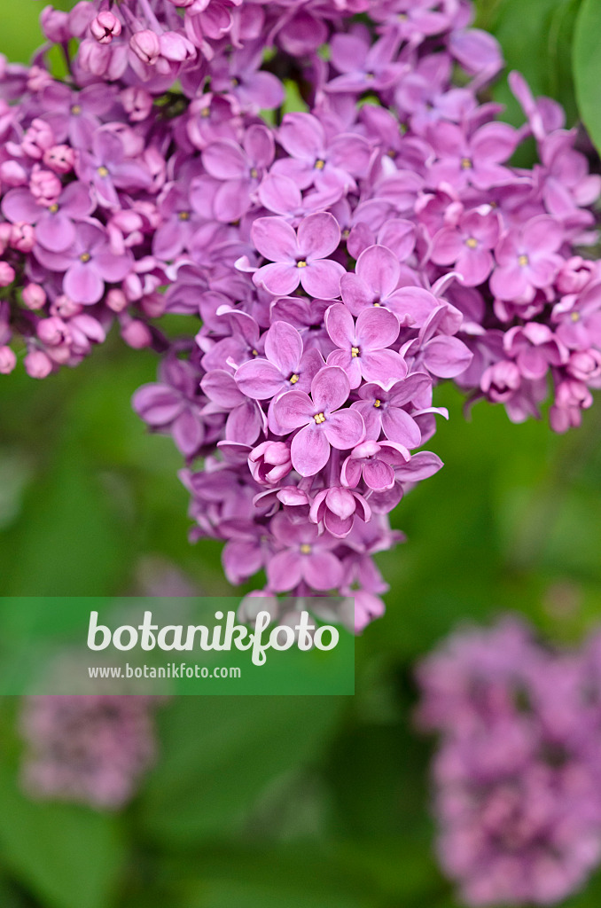 520081 - Common lilac (Syringa vulgaris 'Mme Lemoine')