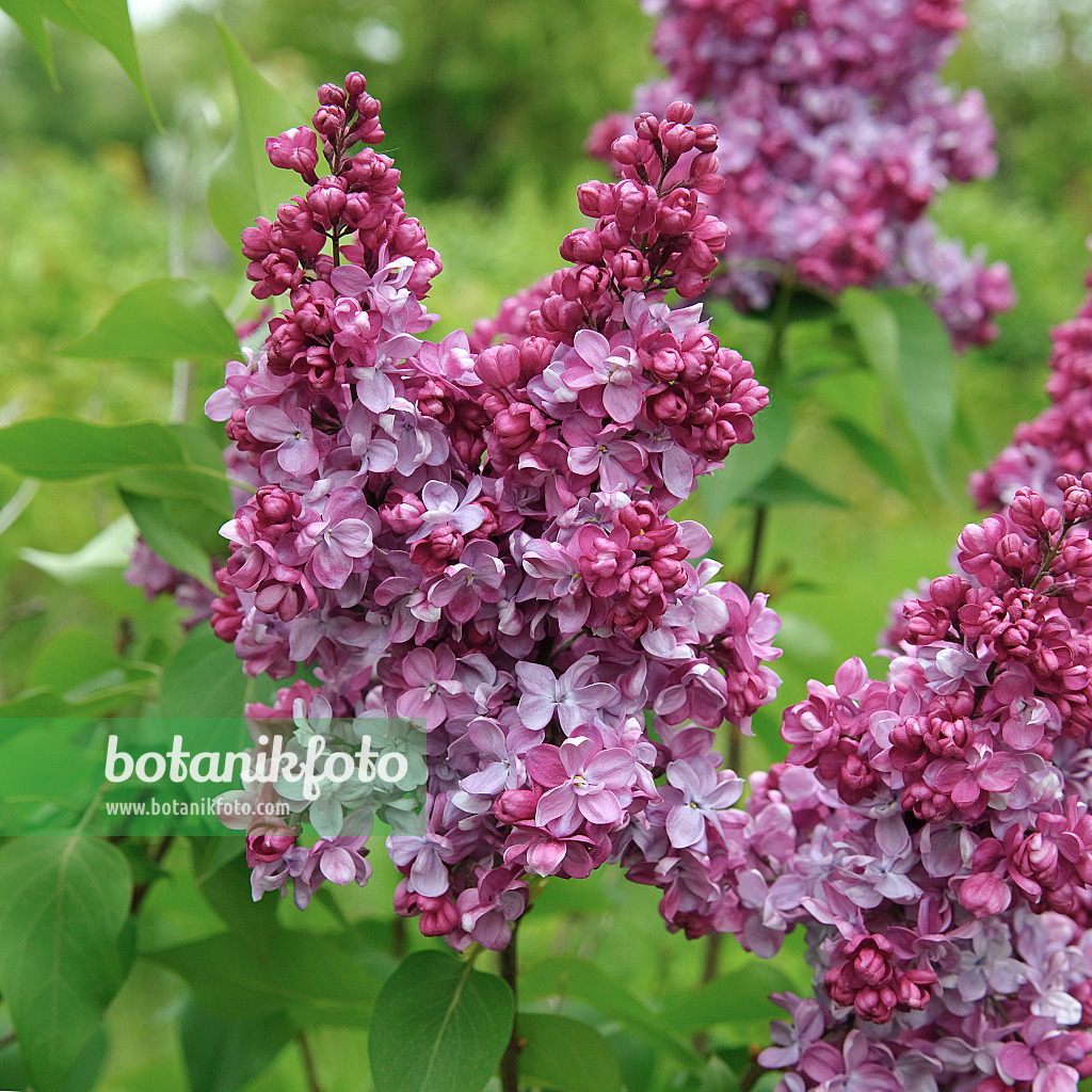 547306 - Common lilac (Syringa vulgaris 'Prince Wolkonsky')