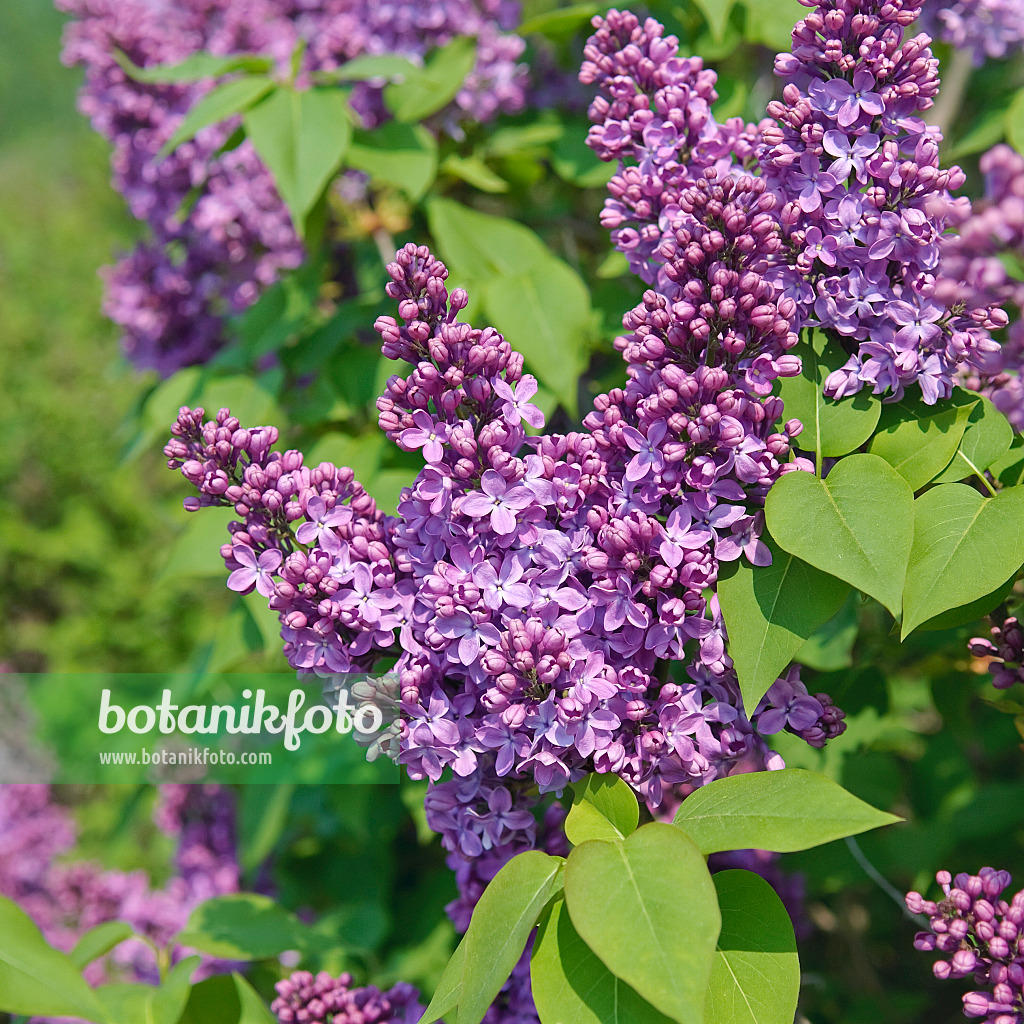 502439 - Common lilac (Syringa vulgaris 'Ruhm von Horstenstein')