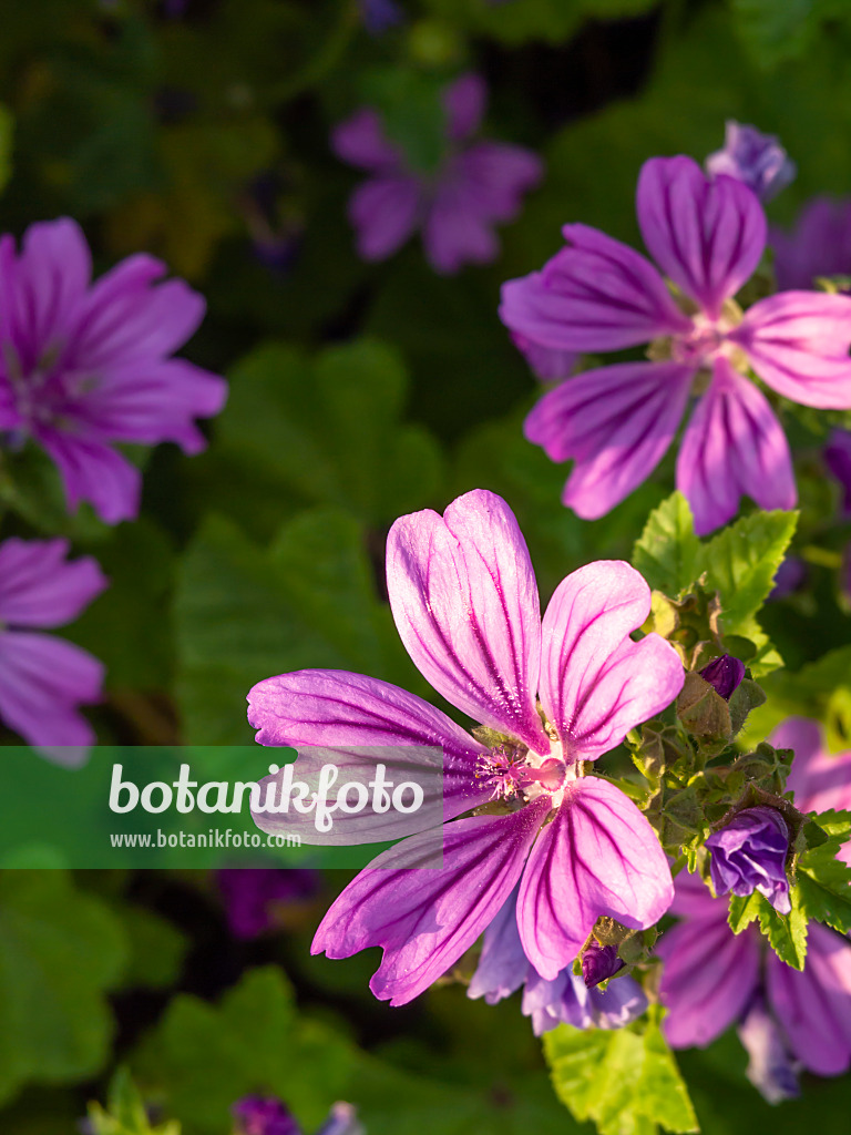 427181 - Common mallow (Malva sylvestris)