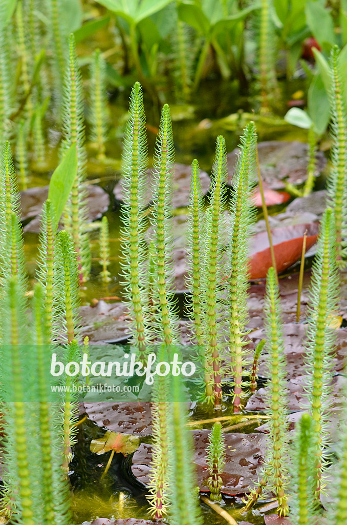 520408 - Common mare's tail (Hippuris vulgaris) and water lily (Nymphaea)