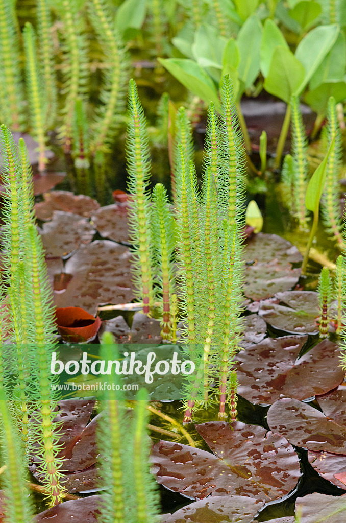 520411 - Common mare's tail (Hippuris vulgaris) and water lily (Nymphaea)