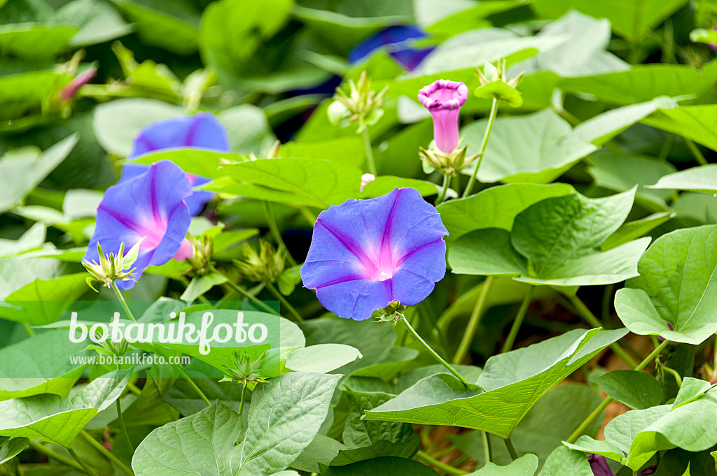 625242 - Common morning glory (Ipomoea purpurea)