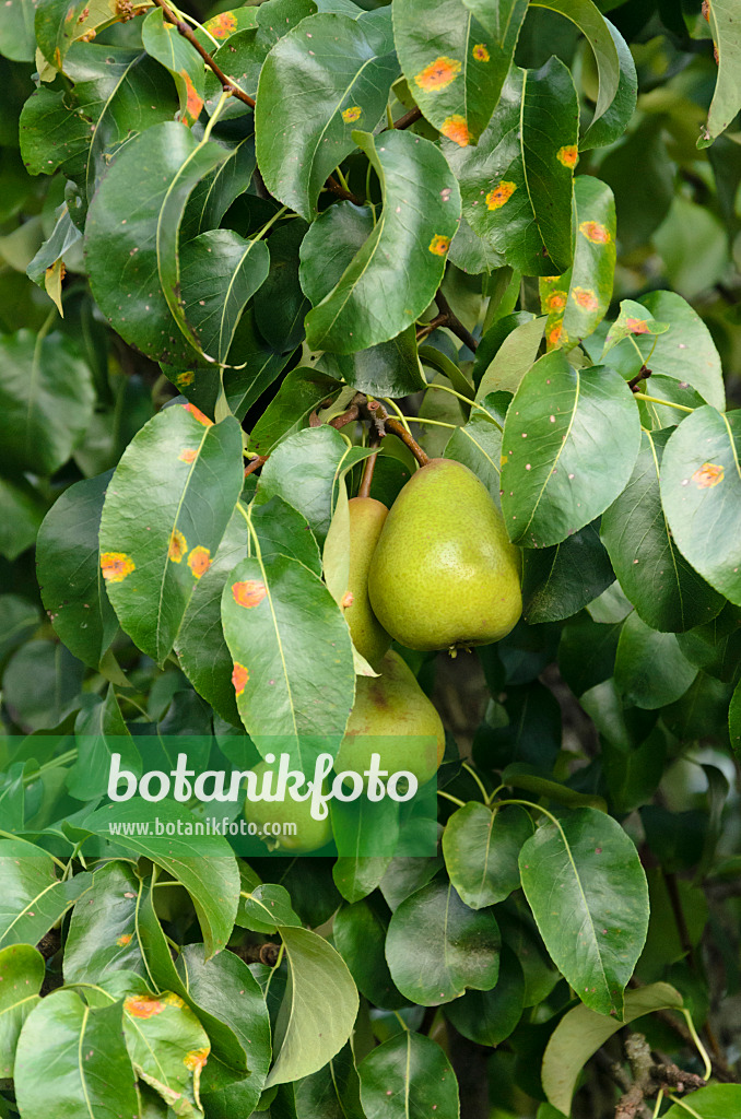 524084 - Common pear (Pyrus communis) and pear rust (Gymnosporangium fuscum syn. Gymnosporangium sabinae)