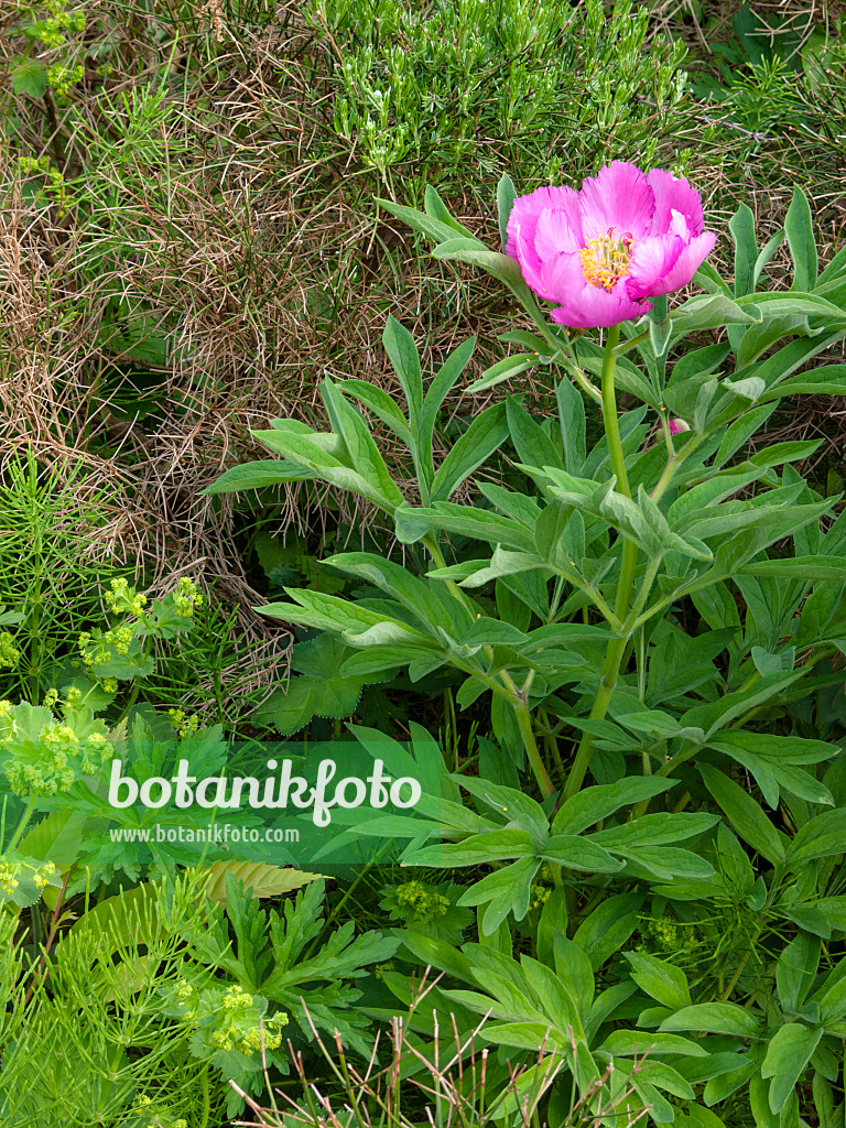 401234 - Common peony (Paeonia officinalis)