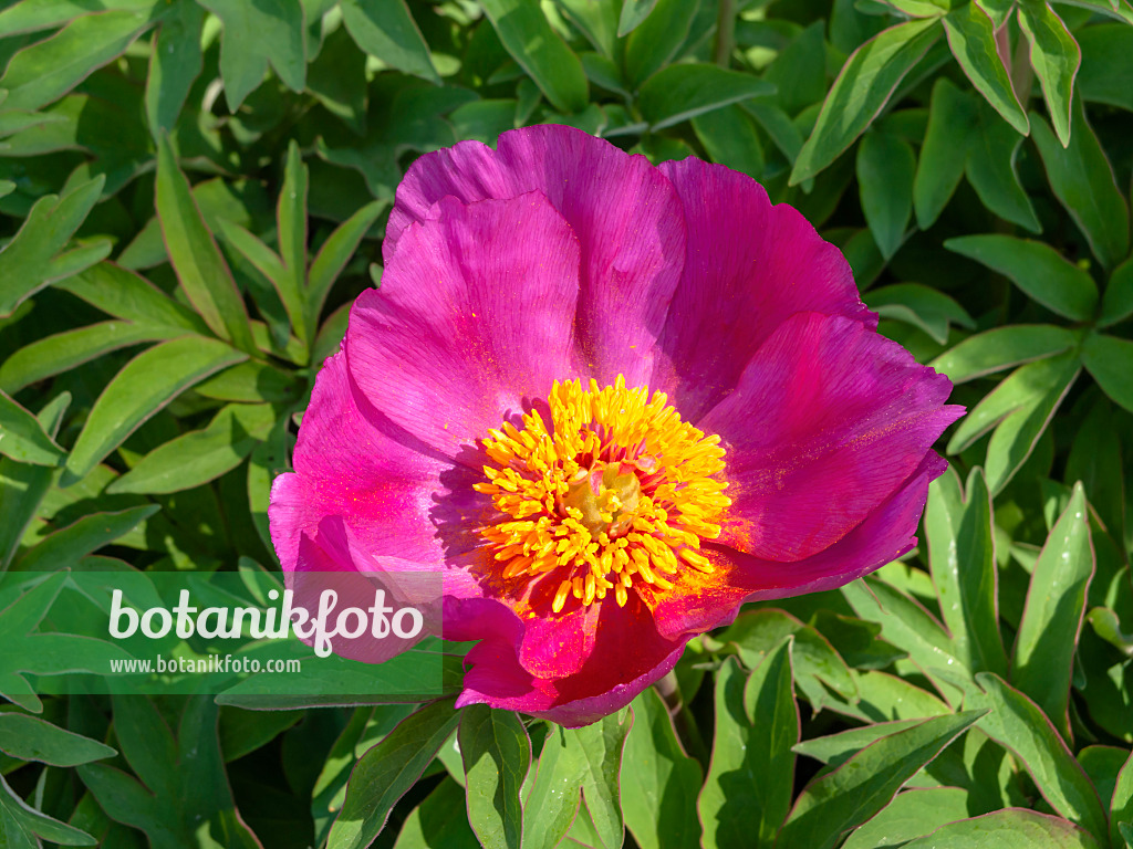 437239 - Common peony (Paeonia officinalis)