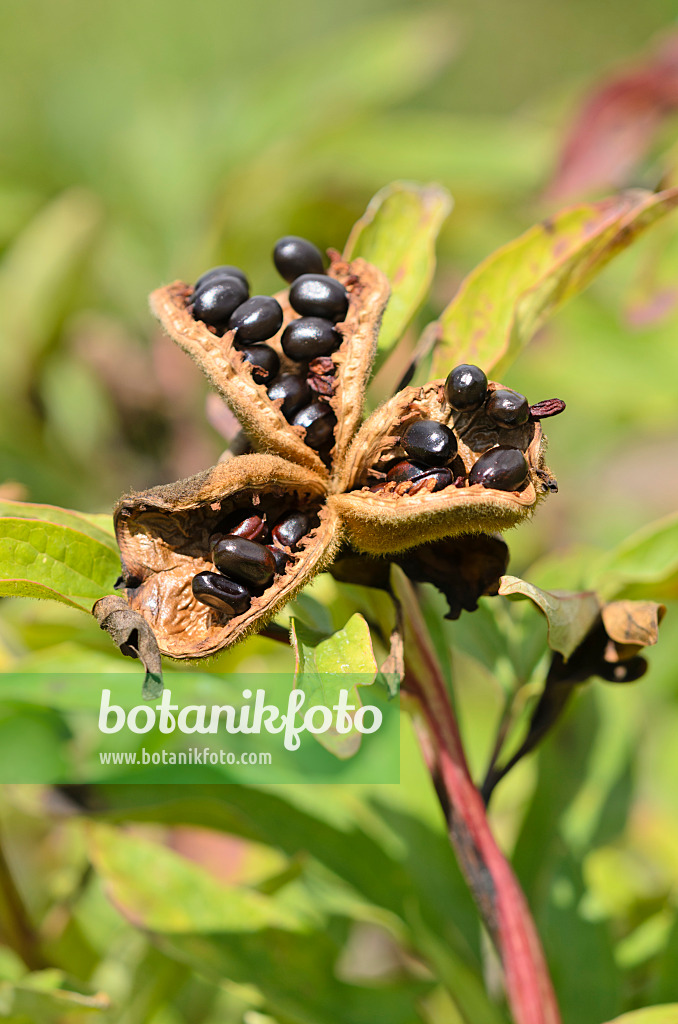 535043 - Common peony (Paeonia officinalis)