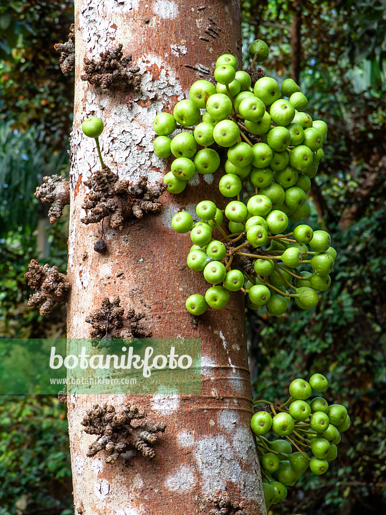 434273 - Common red stem fig (Ficus variegata)