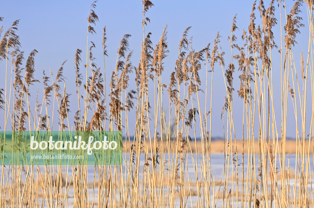 529019 - Common reed (Phragmites australis)