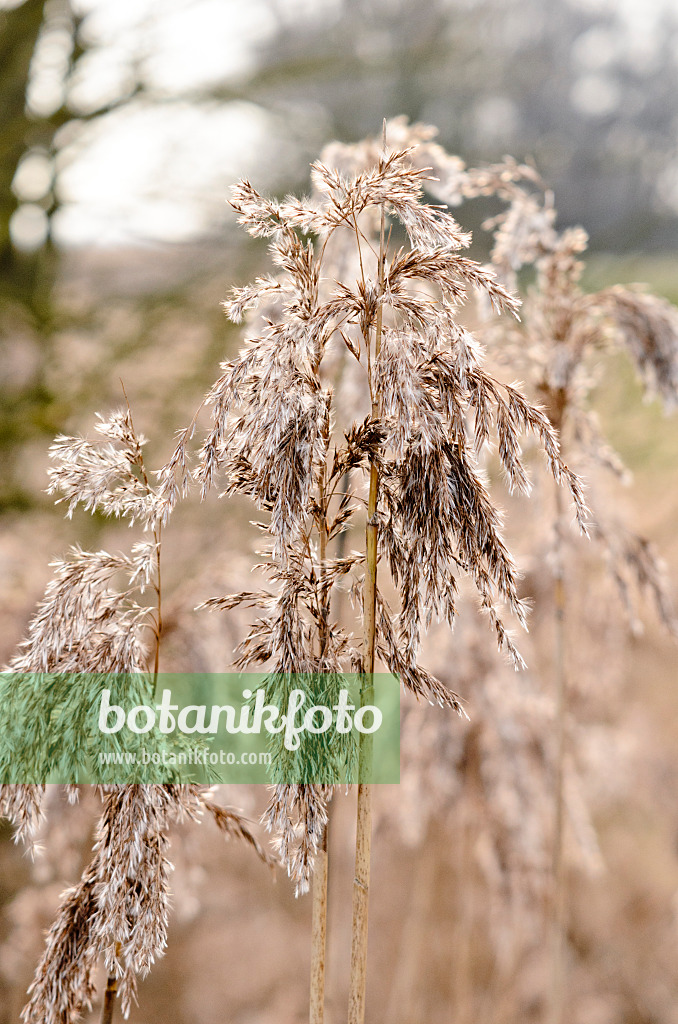 554006 - Common reed (Phragmites australis)