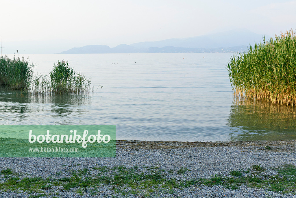 568025 - Common reed (Phragmites australis) at Lake Garda, Italy