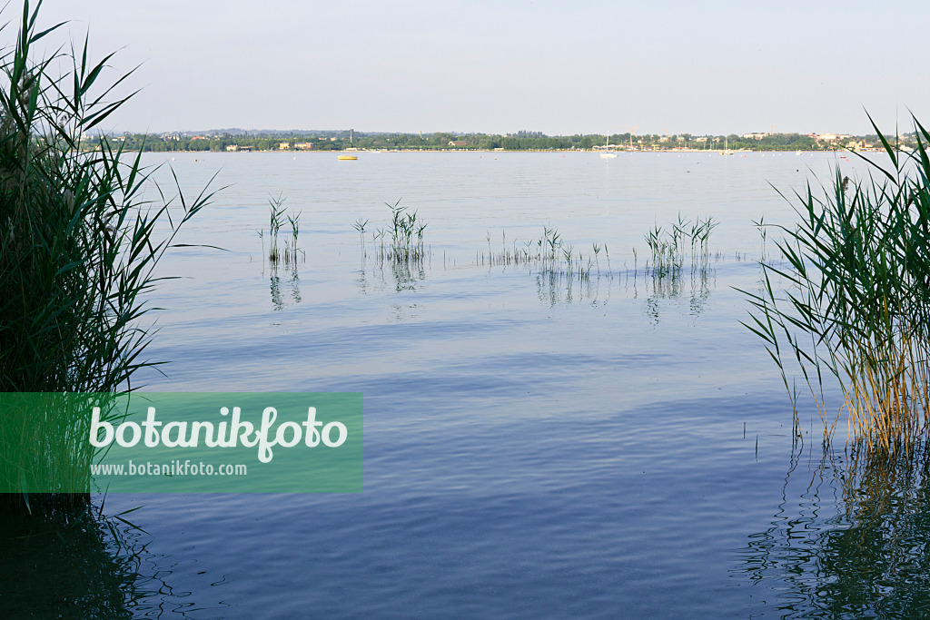 568026 - Common reed (Phragmites australis) at Lake Garda, Italy