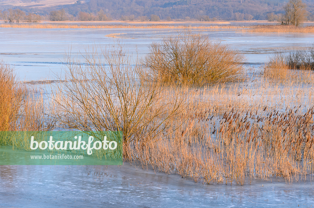 578012 - Common reed (Phragmites australis) on a flooded and frozen polder meadow, Lower Oder Valley National Park, Germany