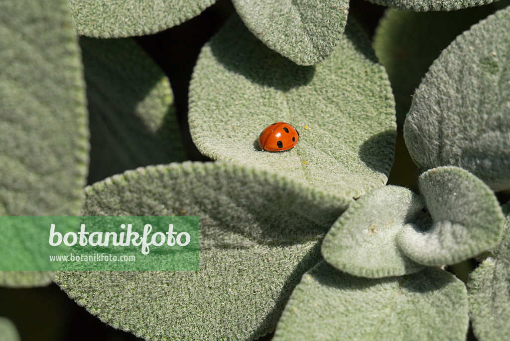 597024 - Common sage (Salvia officinalis 'Berggarten') and ladybird (Coccinella)