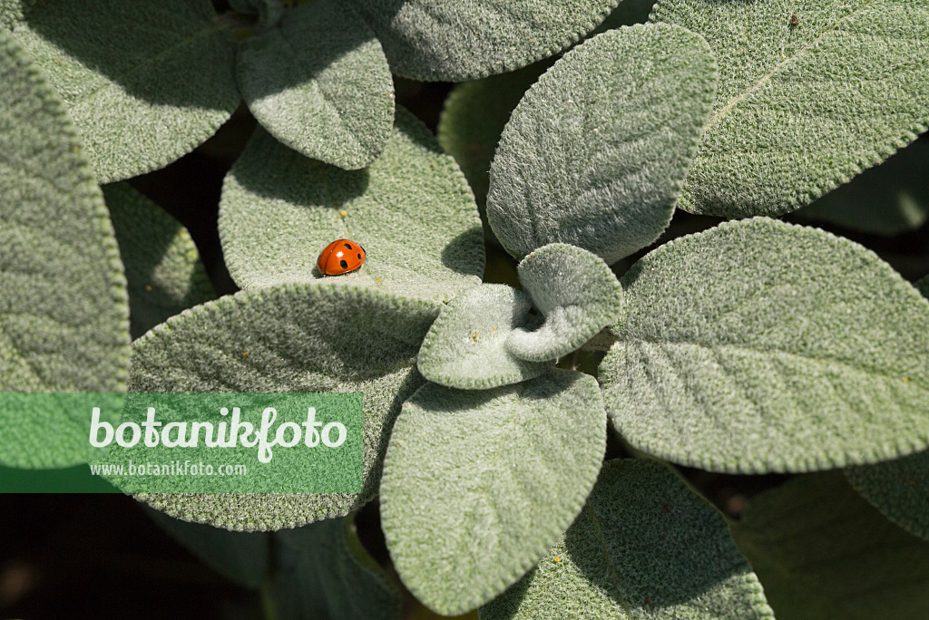 597025 - Common sage (Salvia officinalis 'Berggarten') and ladybird (Coccinella)