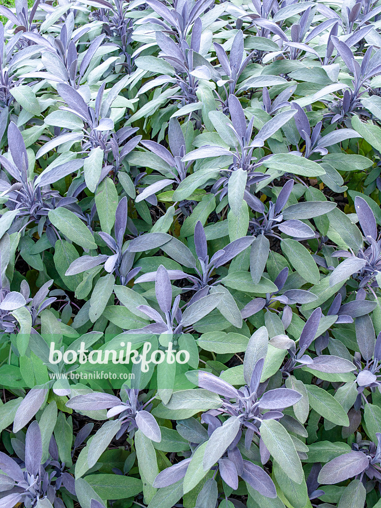 451021 - Common sage (Salvia officinalis 'Purpurascens')