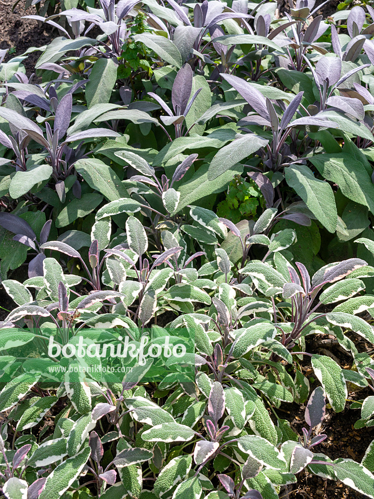 487197 - Common sage (Salvia officinalis 'Purpurascens')