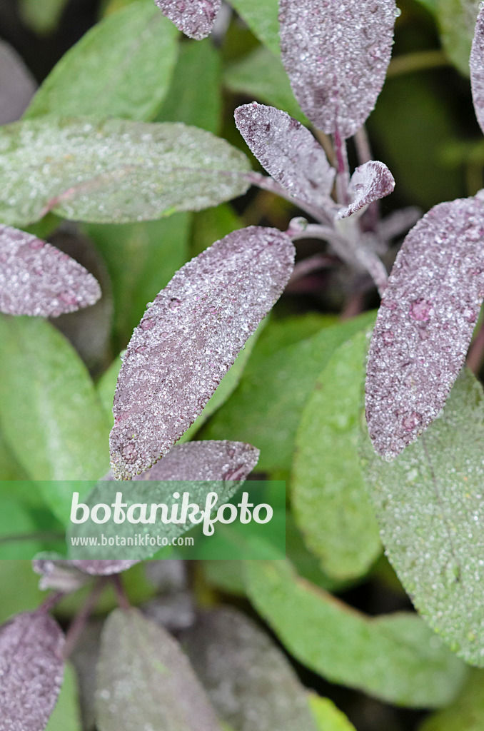 534372 - Common sage (Salvia officinalis 'Purpurascens')