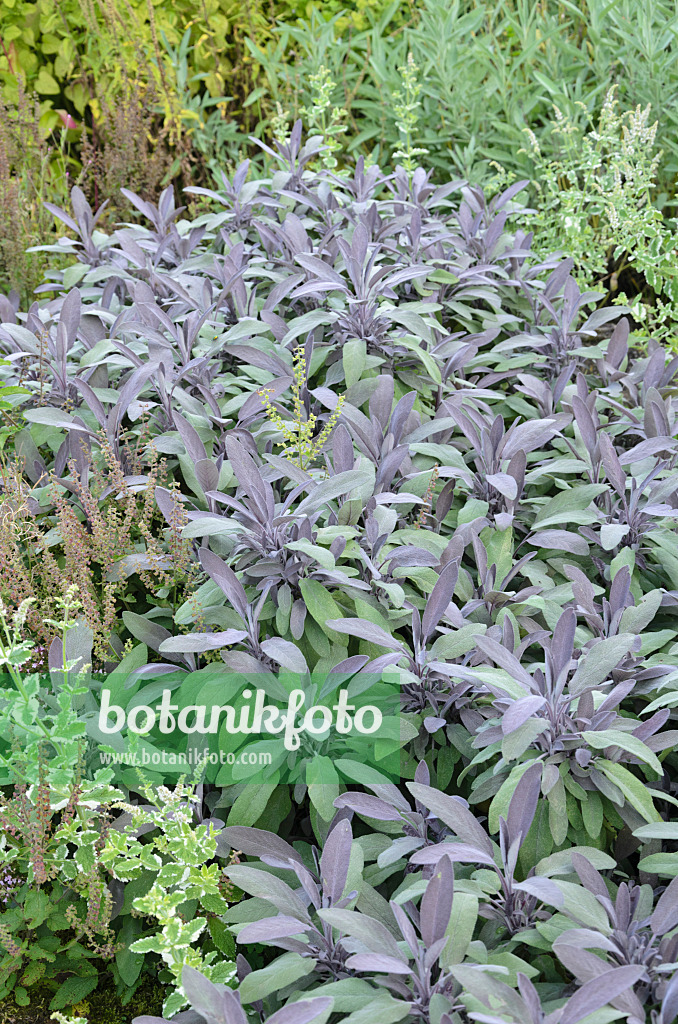 535050 - Common sage (Salvia officinalis 'Purpurascens')