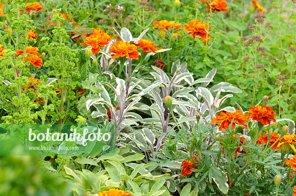 475172 - Common sage (Salvia officinalis 'Tricolor') and marigolds (Tagetes) 475172 - Common sage (Salvia officinalis 'Tricolor') and marigolds (Tagetes)