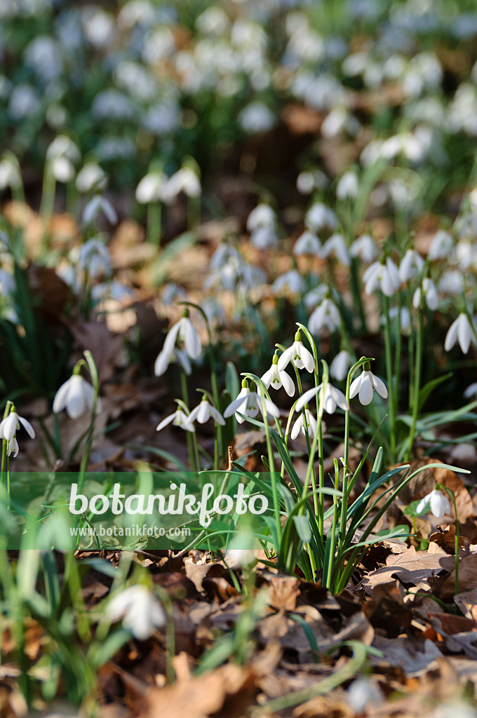 482041 - Common snowdrop (Galanthus nivalis)