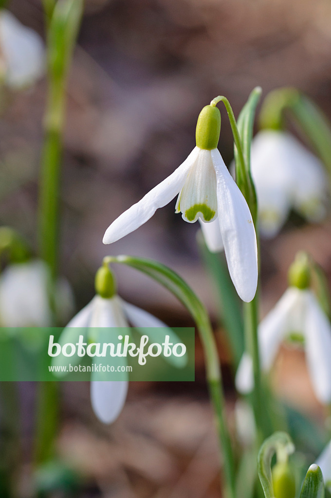 482047 - Common snowdrop (Galanthus nivalis)