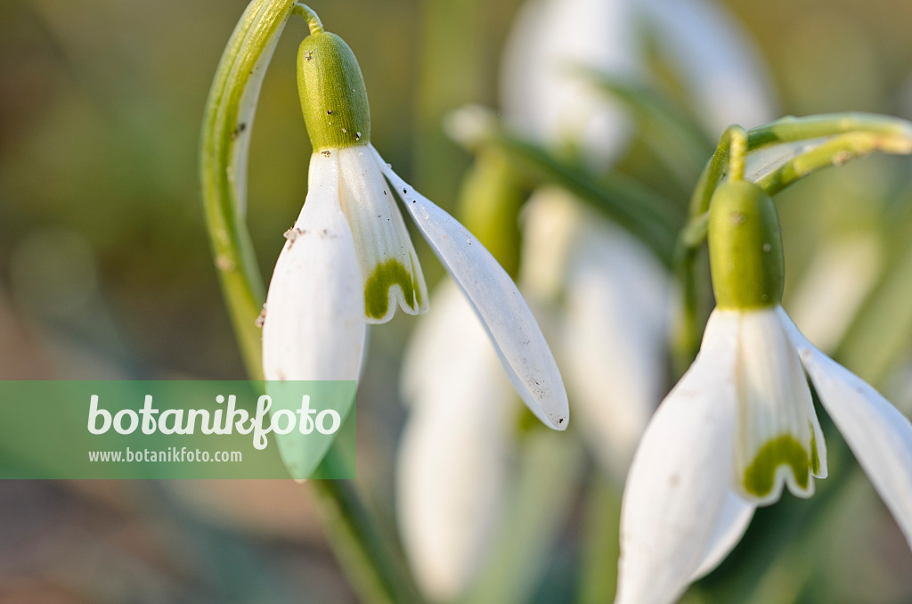 494058 - Common snowdrop (Galanthus nivalis)