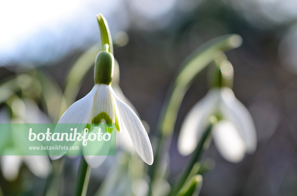 494084 - Common snowdrop (Galanthus nivalis)