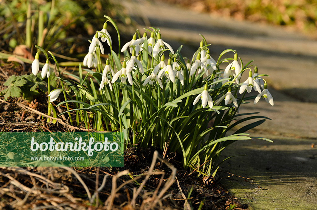 494092 - Common snowdrop (Galanthus nivalis)