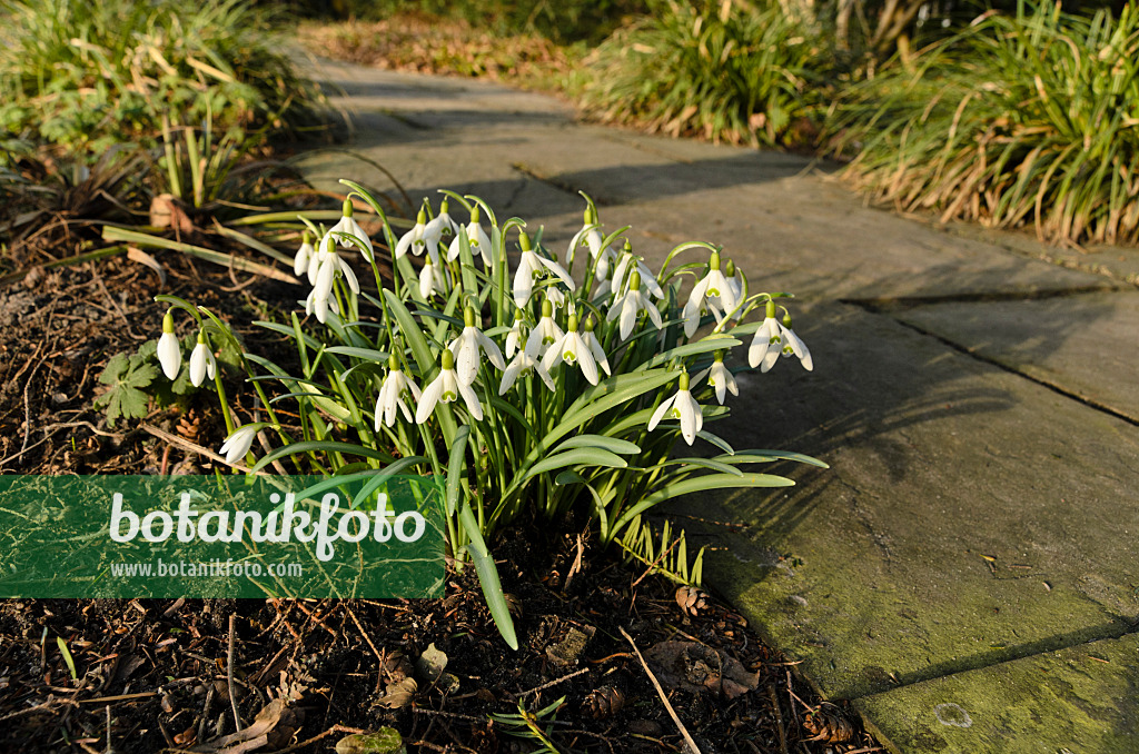 494093 - Common snowdrop (Galanthus nivalis)