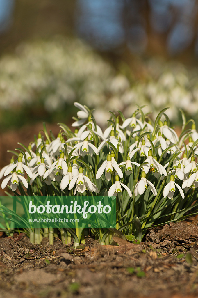 518094 - Common snowdrop (Galanthus nivalis)