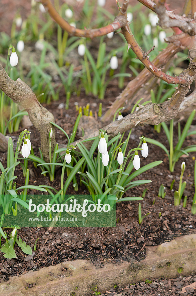 529035 - Common snowdrop (Galanthus nivalis)