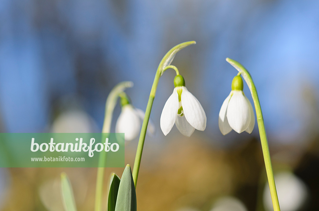 529091 - Common snowdrop (Galanthus nivalis)