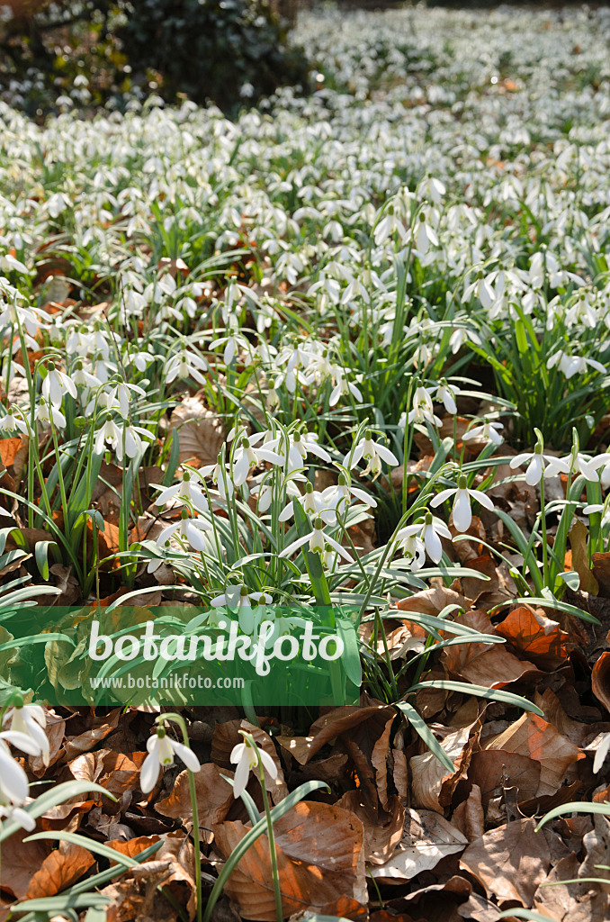 542016 - Common snowdrop (Galanthus nivalis)