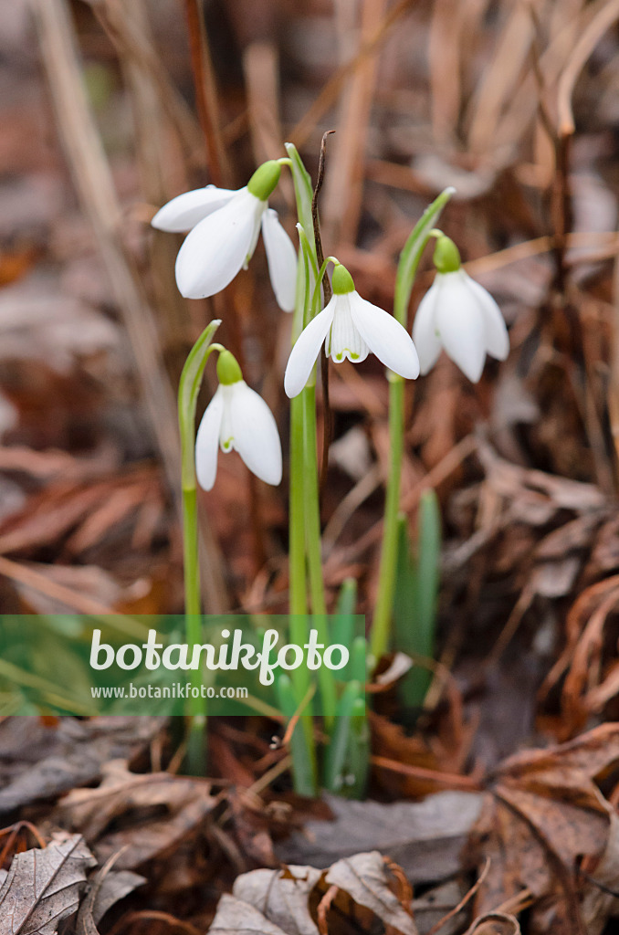 553016 - Common snowdrop (Galanthus nivalis)