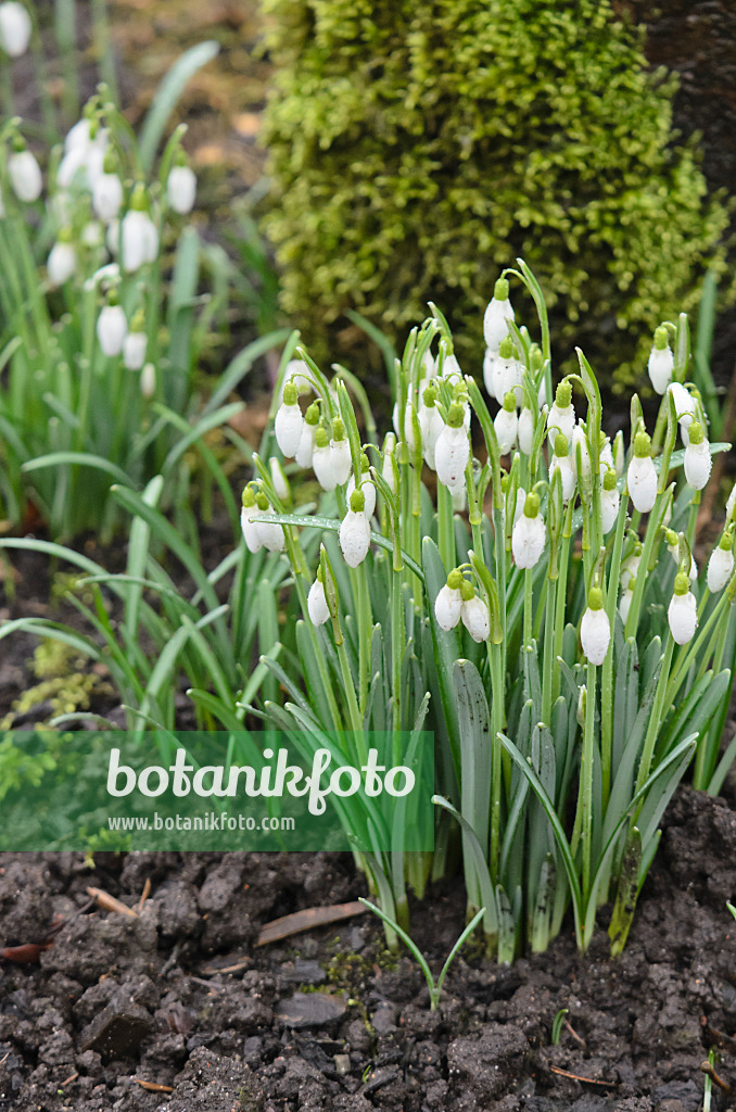 553099 - Common snowdrop (Galanthus nivalis)