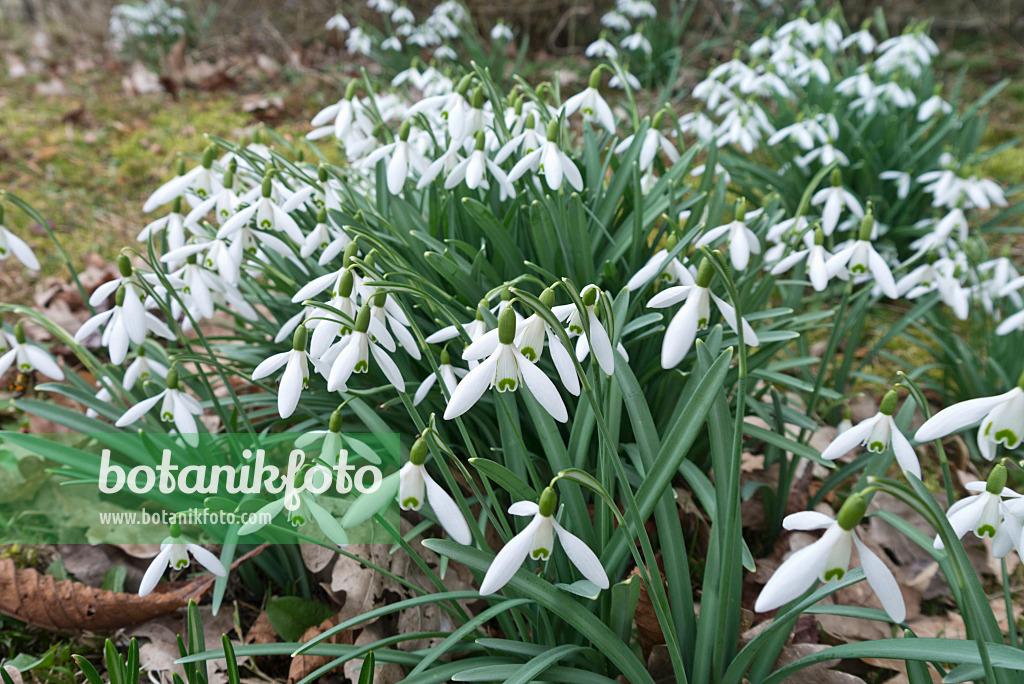 566094 - Common snowdrop (Galanthus nivalis)