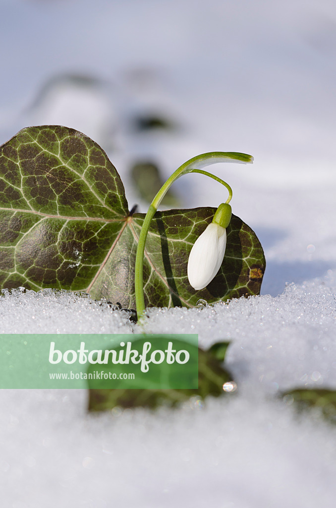 518117 - Common snowdrop (Galanthus nivalis) and common ivy (Hedera helix)