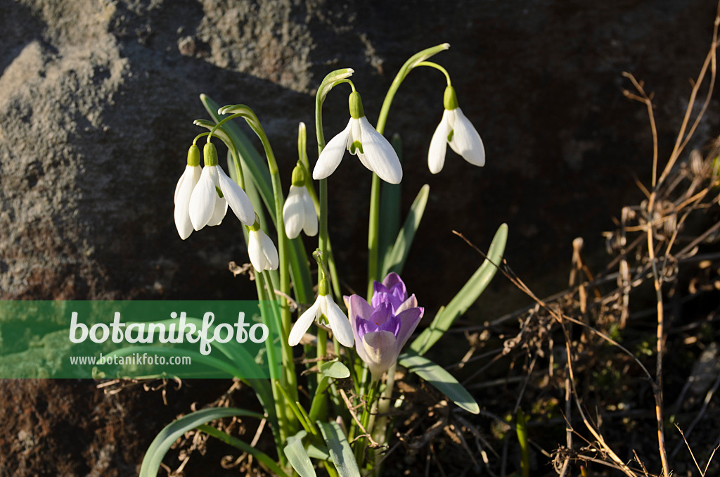 506002 - Common snowdrop (Galanthus nivalis) and early crocus (Crocus tommasinianus)