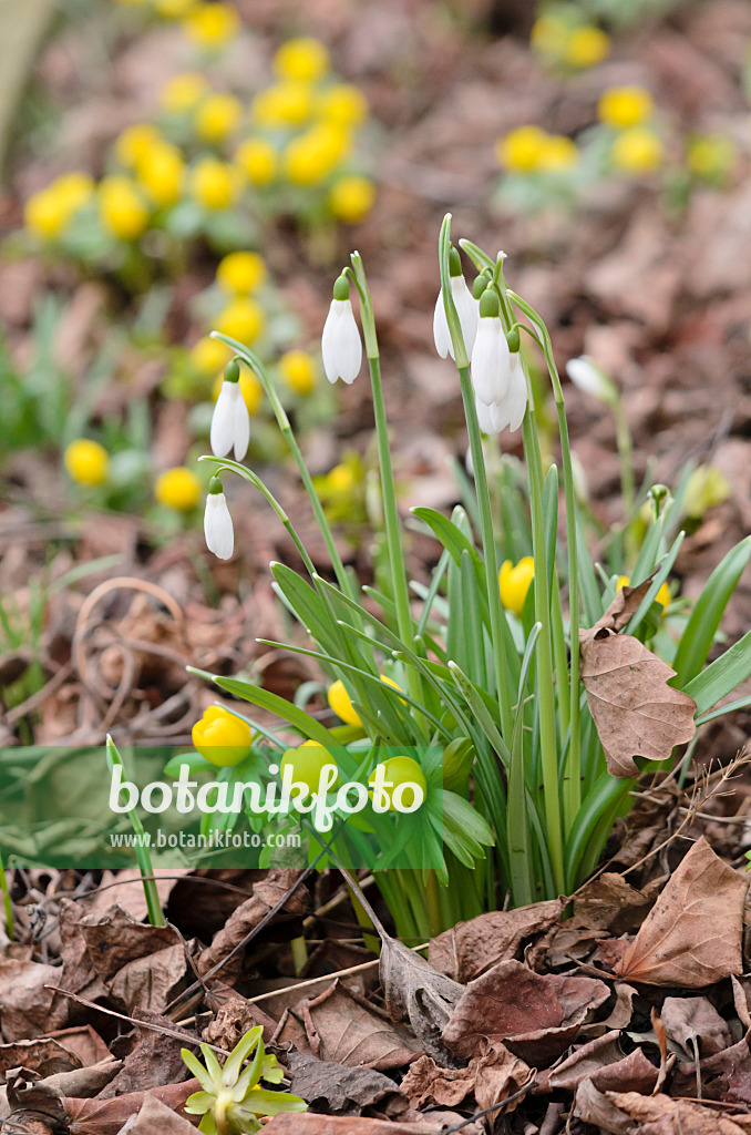 529057 - Common snowdrop (Galanthus nivalis) and winter aconite (Eranthis hyemalis)