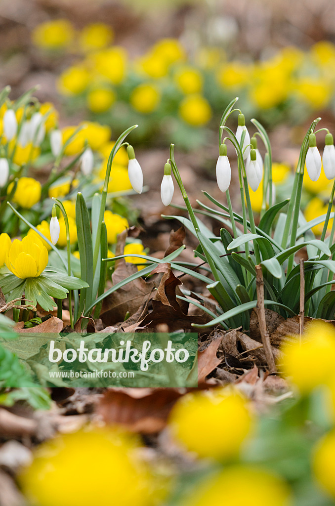 529137 - Common snowdrop (Galanthus nivalis) and winter aconite (Eranthis hyemalis)