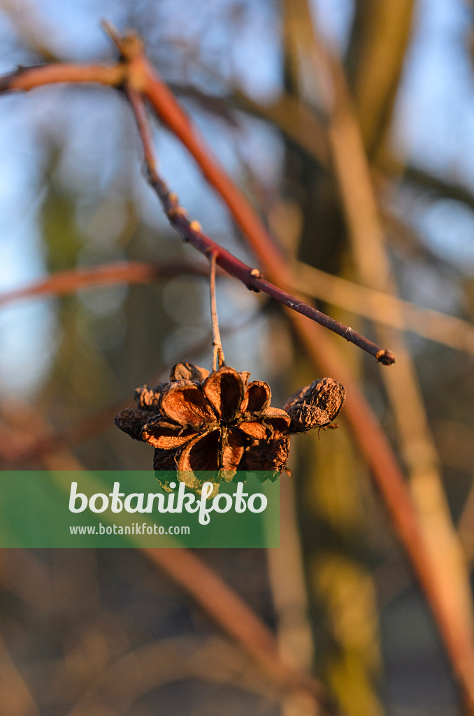 518081 - Common spindle (Euonymus europaeus)