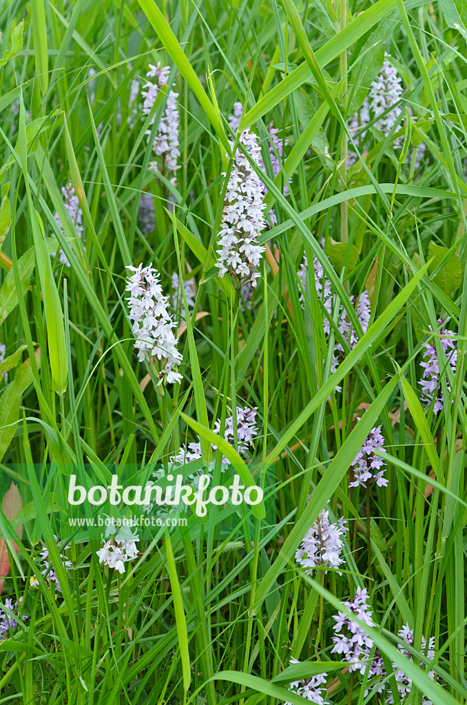 497260 - Common spotted orchid (Dactylorhiza fuchsii)