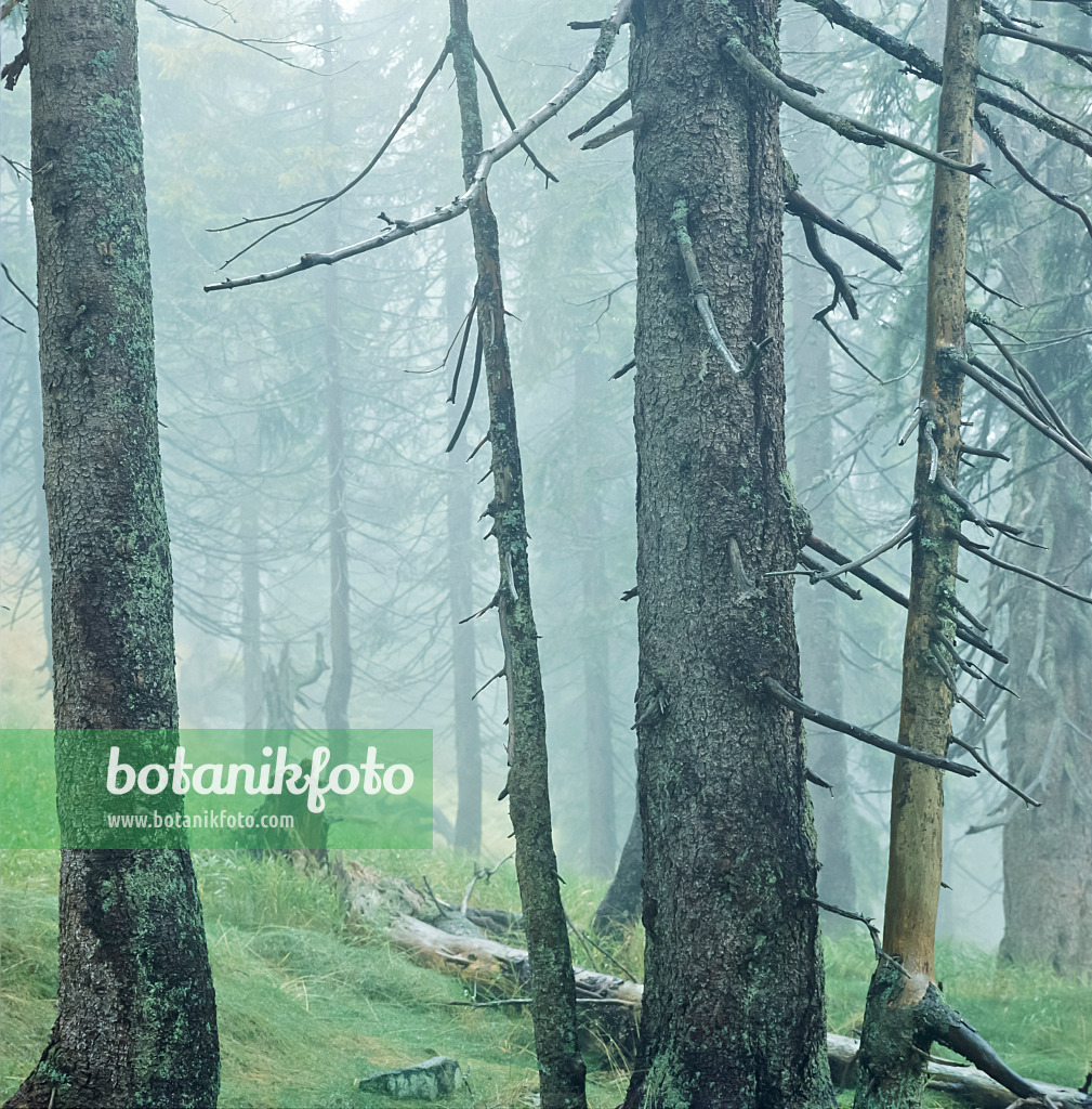 249006 - Common spruce (Picea abies), Bavarian Forest National Park, Germany