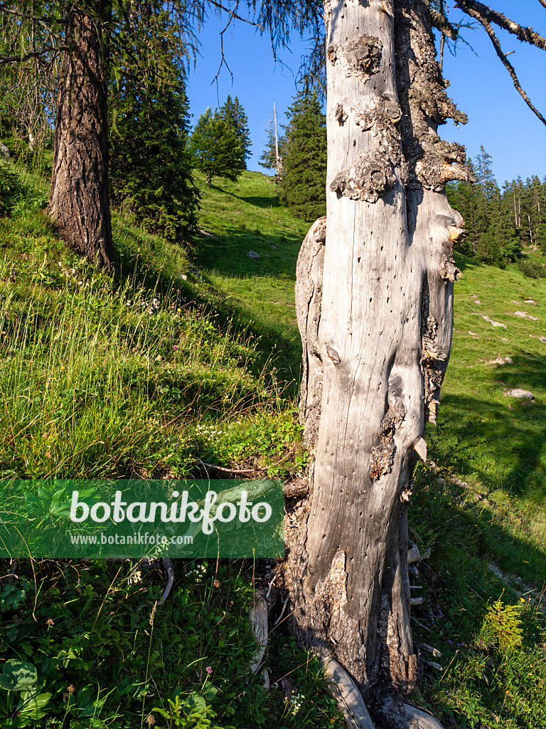 439230 - Common spruce (Picea abies), Kaisergebirge Nature Reserve, Austria