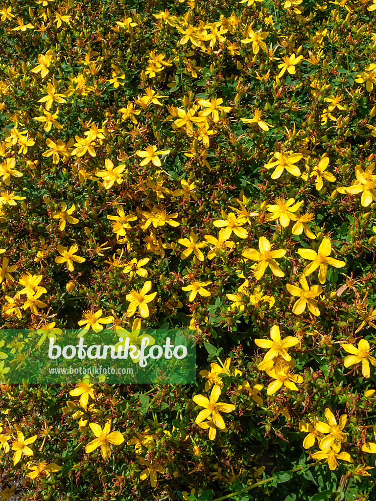 427145 - Common St. John's wort (Hypericum perforatum)