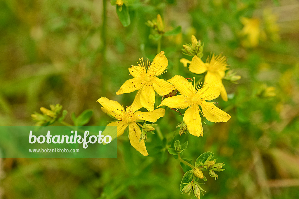 558270 - Common St. John's wort (Hypericum perforatum)