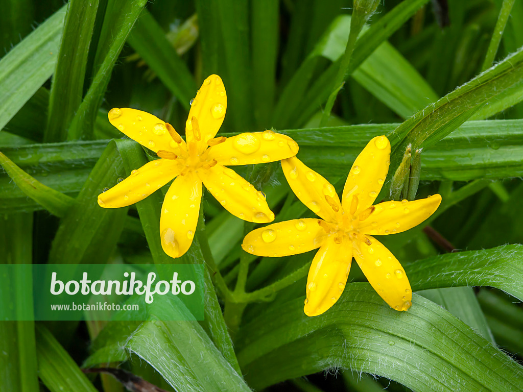 450043 - Common star grass (Hypoxis villosa)