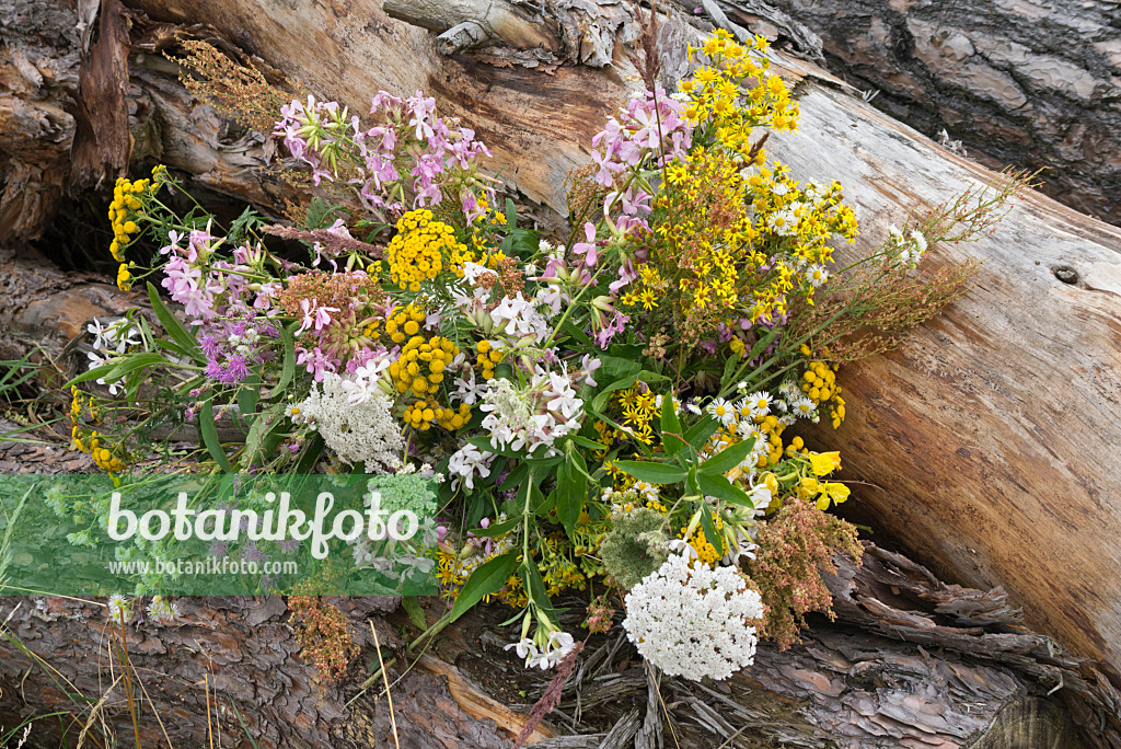 558333 - Common tansy (Tanacetum vulgare), oxeye daisy (Leucanthemum vulgare) and common soapwort (Saponaria officinalis) in a flower bouquet