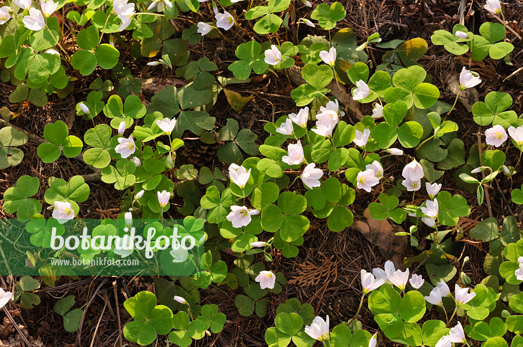 471106 - Common wood sorrel (Oxalis acetosella)